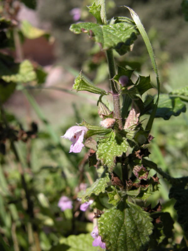 Pianta campagne ITTIREDDU - Ballota nigra. subsp. uncinata